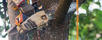 How Our Tree Care Process Works  in  Sweet Home, AR